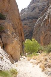 Greenery in a side canyon [sat aug 30 09:32:30 mdt 2025]